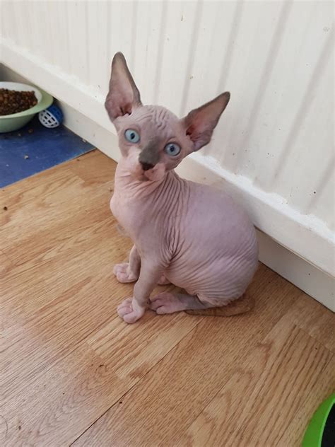 sphynx kittens for sale dallas tx